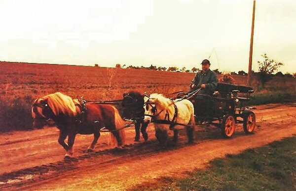 Mini-Shettys mit Geländewagen Country