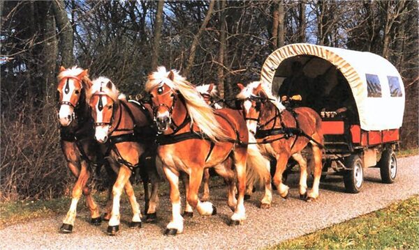 Fünf-Spänner mit SAWA-Planwagen, Haflinger-Gestüt Hofstetter, Schweiz