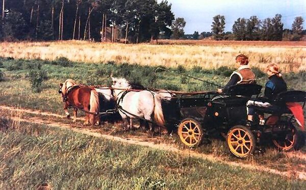 Maßgeschneiderter Geländewagen Country mit Mini-Shettys (Dessau)