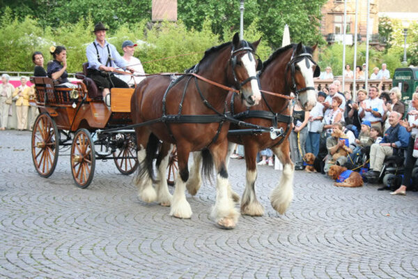Unsere Größten: Clydesdale-Horses bei ihrem ersten großen Auftritt mit der neuen Sawa-Wagonette Heidelberg (Bei Wiesbaden)