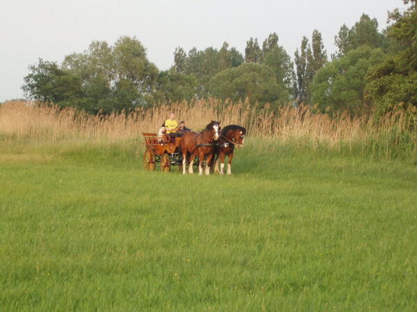 Clydesdales im Grünen (Raum Starnberg)
