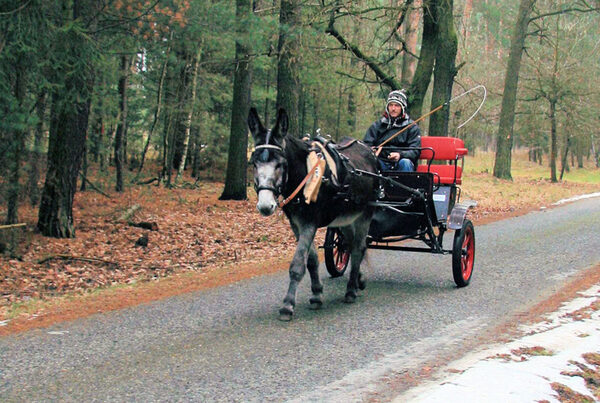 Softrunner mit Esel (Erzgebirge)