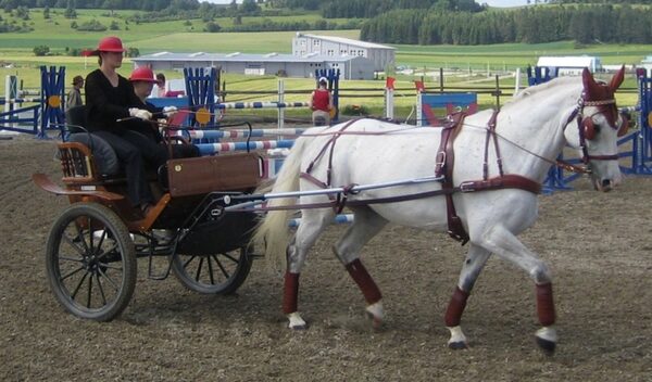 z.B. 29-Zoll-Räder (92 cm) Pferd Stm. 172 cm