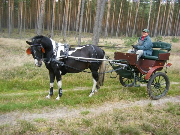 z.B. 23-Zoll-Räder (75 cm), Pferd Stm. 140 cm