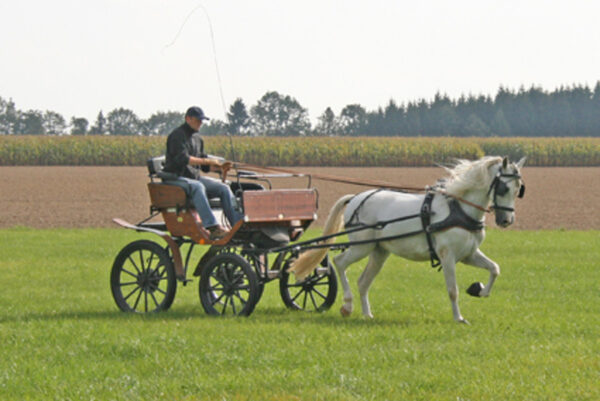 einspännig, z.B.  Wagengröße 4 (Stm.172 cm)
